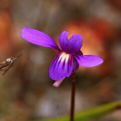 Utricularia violacea
