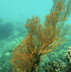 Melithaea ochracea