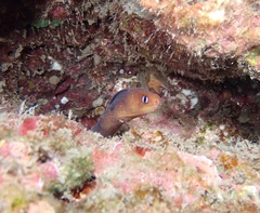 Gymnothorax melatremus