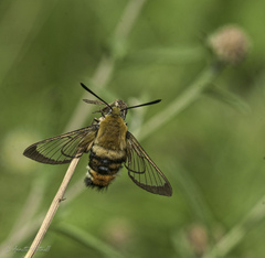 Hemaris fuciformis