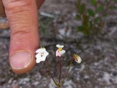 Stylidium androsaceum