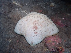 Culcita novaeguineae