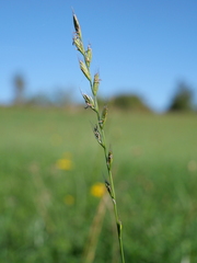 Lolium multiflorum