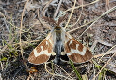 Lemonia sardanapalus