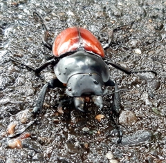Neolucanus swinhoei