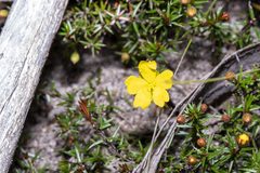 Hibbertia acicularis