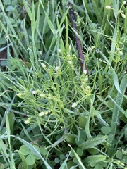 Spergula