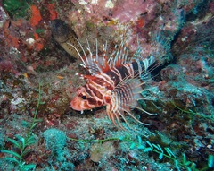 Pterois sphex