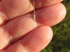 Austrostipa eremophila