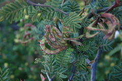 Mimosa aculeaticarpa