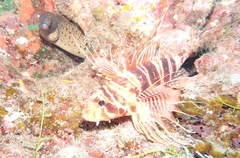 Pterois sphex