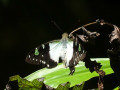 Graphium macleayanus