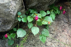 Impatiens putii