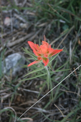Castilleja integra