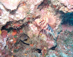 Stenopus hispidus