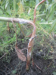 Sclerotinia sclerotiorum