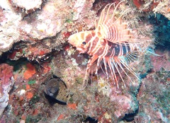 Pterois sphex