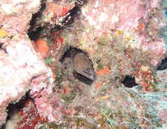Stenopus hispidus