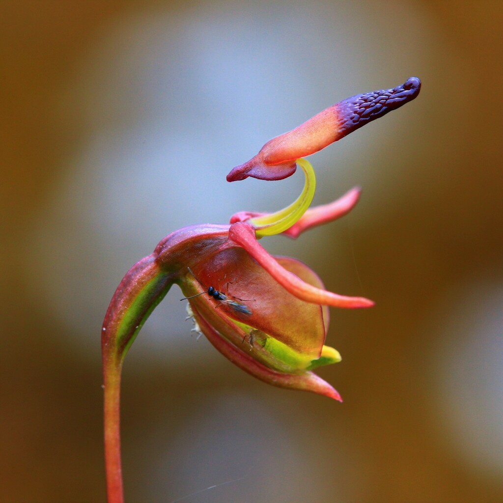 Caleana gracilicordata