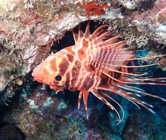 Pterois sphex