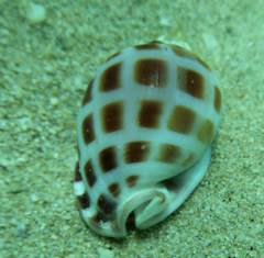 Phalium areola