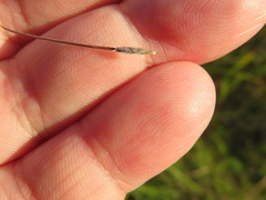 Austrostipa eremophila