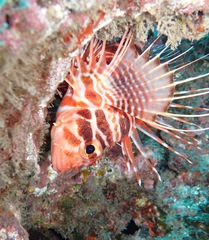 Pterois sphex