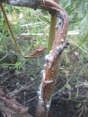 Sclerotinia sclerotiorum