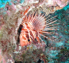 Pterois sphex