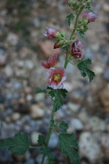 Sphaeralcea fendleri
