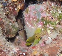 Gymnothorax melatremus
