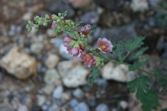 Sphaeralcea fendleri