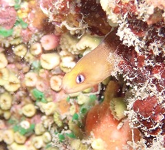 Gymnothorax melatremus