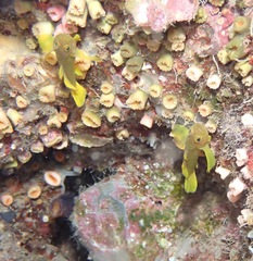 Priolepis aureoviridis