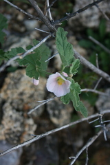 Sphaeralcea