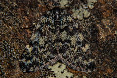 Dichromodes ida