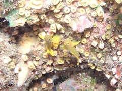 Priolepis aureoviridis