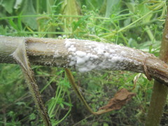 Sclerotinia sclerotiorum