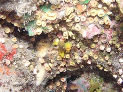 Priolepis aureoviridis