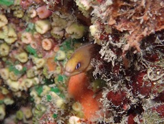 Gymnothorax melatremus