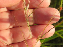 Austrostipa eremophila