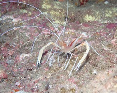 Stenopus pyrsonotus