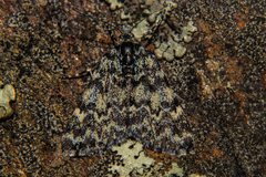 Dichromodes ida