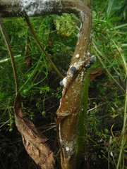 Sclerotinia sclerotiorum