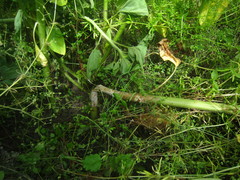 Sclerotinia sclerotiorum