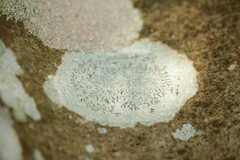 Phaeographis dendritica