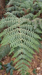 Blotiella