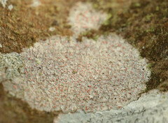 Arthonia cinnabarina