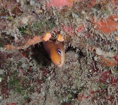 Gymnothorax melatremus