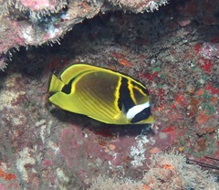 Chaetodon lunula